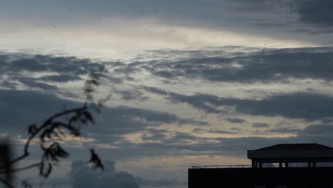 sunset tripod shot of sky with birds passing by far away