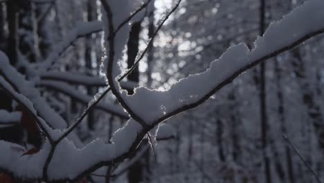 Handheld,-Bewegt-Sich-Um-Einen-Mit-Zartem-Schnee-Bedeckten-Ast,-Während-Die-Sonne-Durchscheint