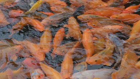 un estanque lleno de peces koi, muestra una impresionante variedad de tonos naranja y dorado