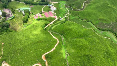 Lush-green-tea-plantations,-Malaysian-agricultural-landmark,-aerial