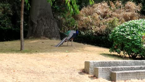 toma estática de un pavo real vagando libremente en el jardín japonés en holland park, londres
