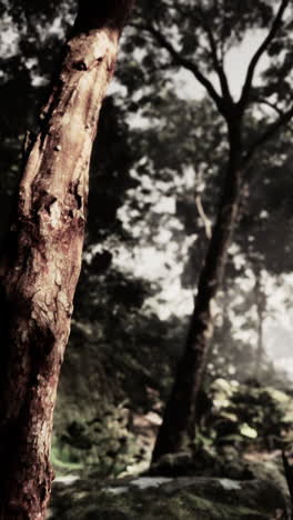 close-up of a tree trunk in a forest