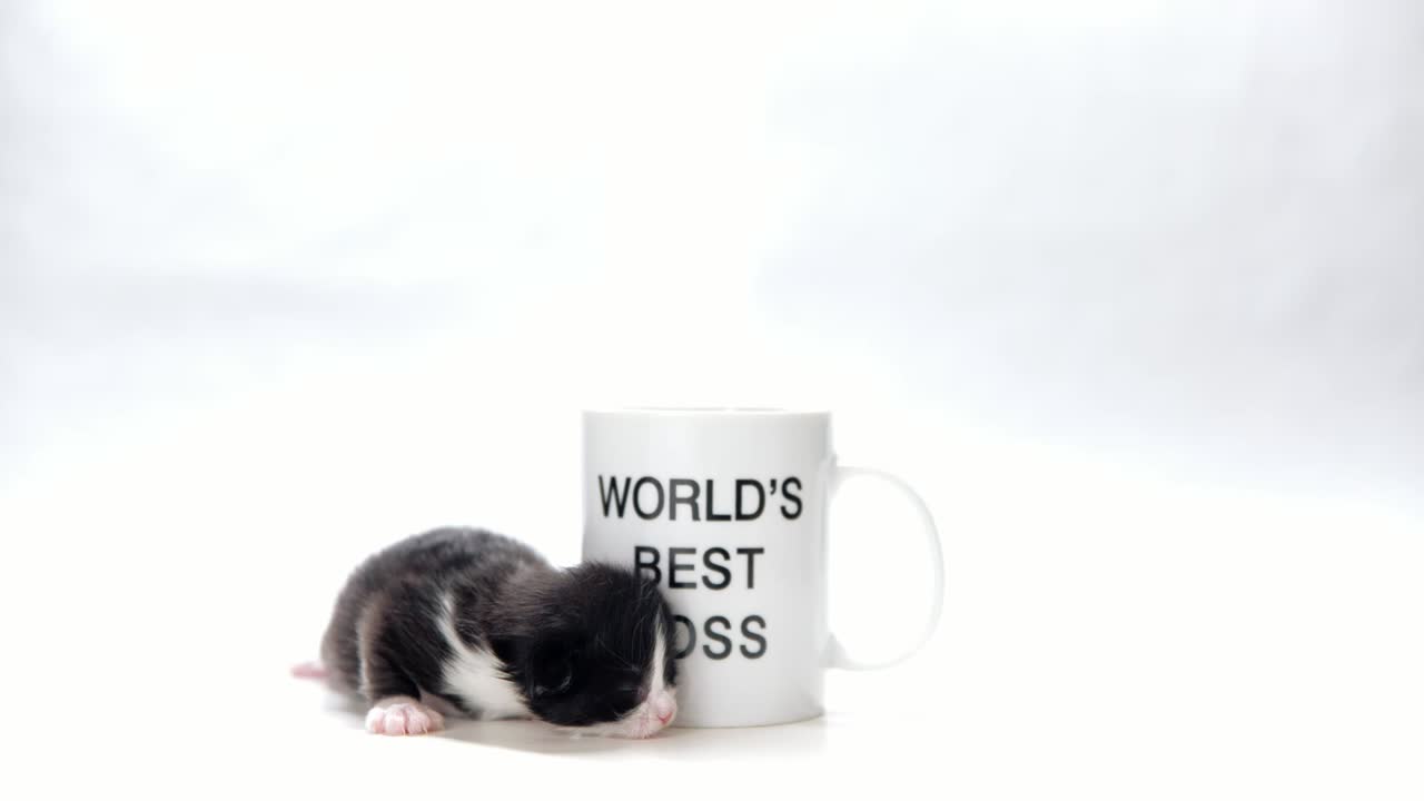 gato de una semana de edad se arrastra por una taza de café