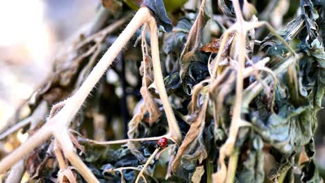 One-minute-handheld-shot-of-a-ladybug-as-it-walks-on-a-dying-tomato-bush-in-the-garden