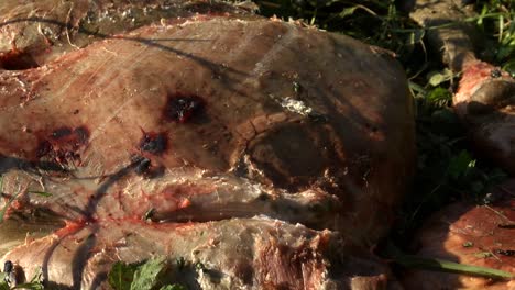 flies feasting on dead goat flesh, closeup, sunny day