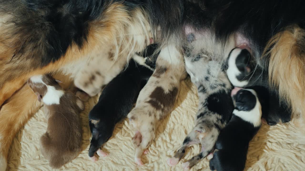 몇 마리의 오스트레일리아 셰퍼드 강아지 들 은 어머니 의 우유 를 먹는다