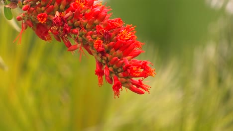 red flowers move in a breeze at day