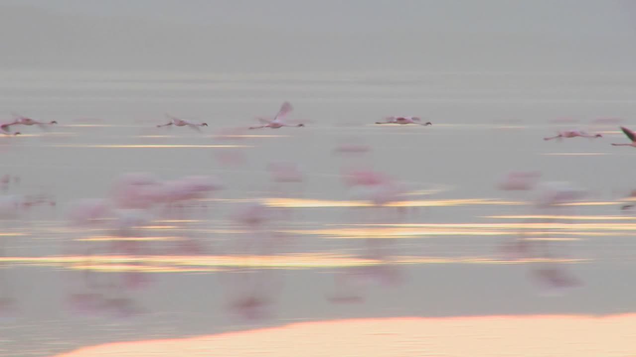 플라밍고는 케냐 나 쿠루 호수를 가로 질러 날아갑니다.