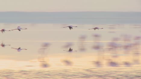 los flamencos vuelan sobre el lago nakuru kenia