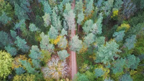 aerial view in 4k a car driving up curvy country grawel road through colorful autumn forest