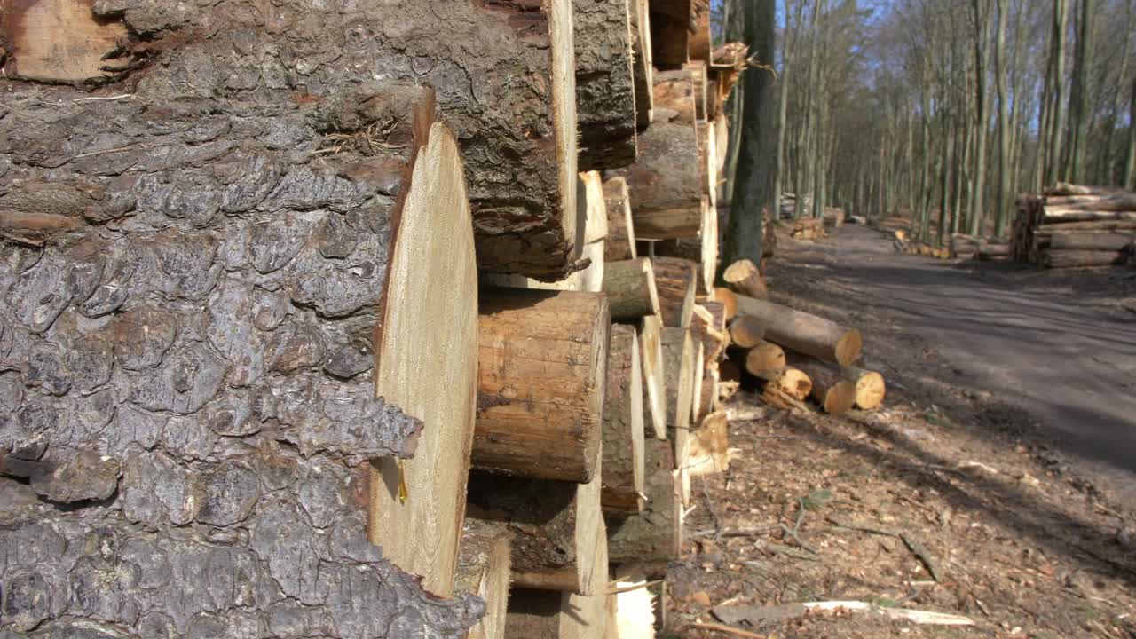 숲 속 에 인 나무 줄기 들 의 어리