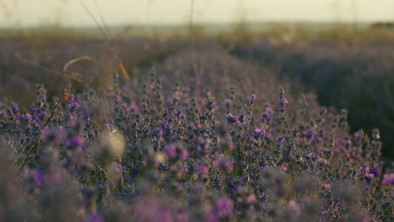 A warm summer sunset lights up a lavender field as the camera pulls focus from blurred background to detailed blossoms swaying gently in the breeze