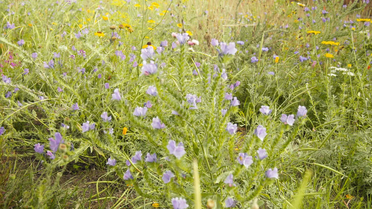 flores en el prado de verano en europa-1