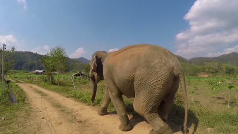 Elefanten-Von-Thailand