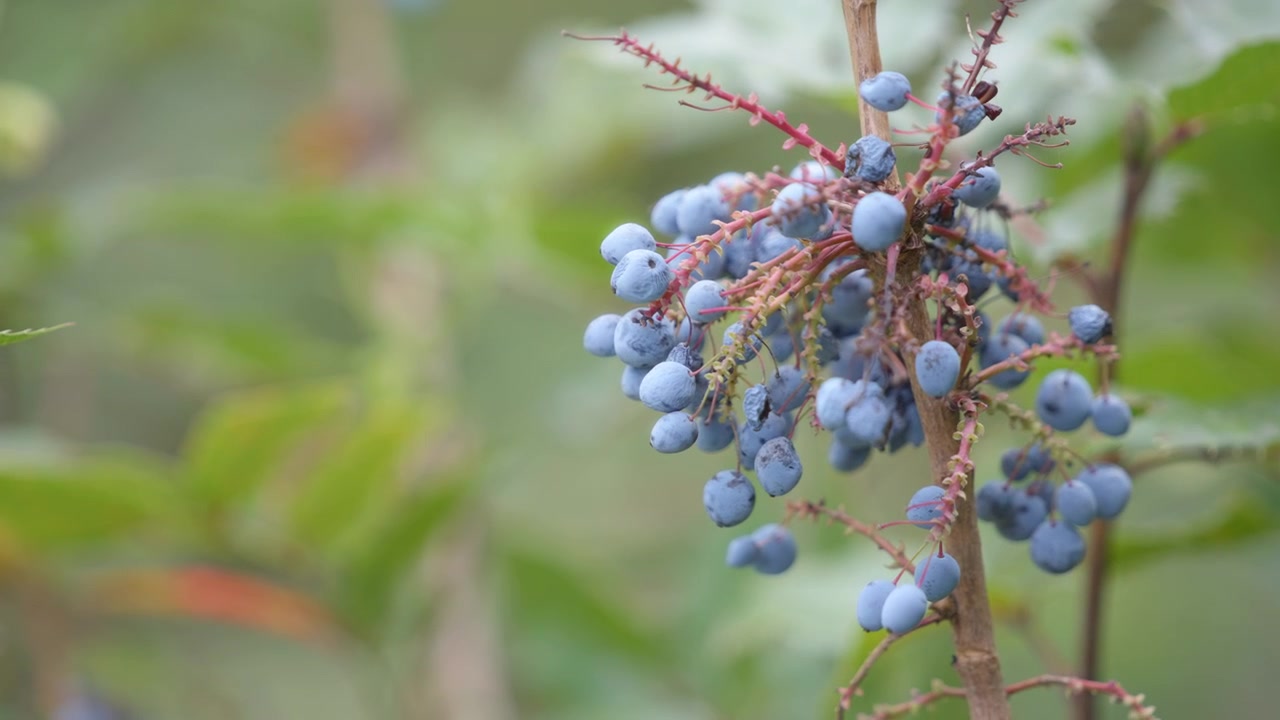 Baies sauvages bleues sur fond flou