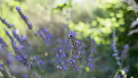 Shot-of-a-bee-flying-through-the-heather-in-search-of-food,-the-background-is-like-a-poetic-blurry-painting