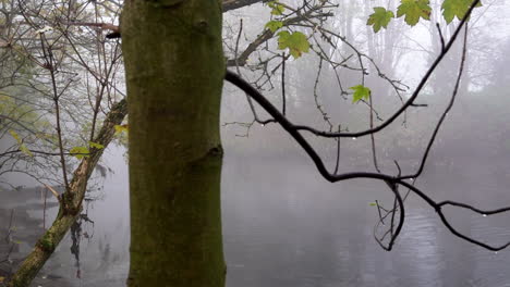 Ein-Zeitlupen-Kamerawagen-Von-Links-Nach-Rechts-An-Einem-Baum-Vorbei-Zeigt-Eine-Atmosphärische-Szene-Von-Dichtem-Nebel,-Der-An-Einem-Kalten-Wintermorgen-über-Einem-Fluss-Hängt