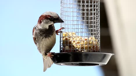 house sparrow in outdoor grabbing food from feeding cage in blurred background