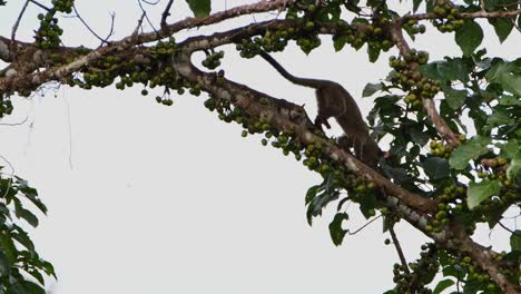 bajando por la rama y subiendo escondiéndose detrás de hojas gruesas, la civeta de palma de tres rayas arctogalidia trivirgata, tailandia