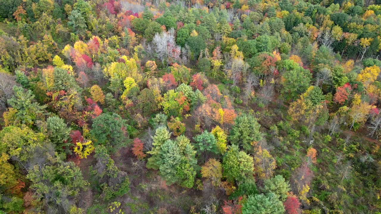 Bird's eye view of the forest in fall colors on a rainy day in western Massachusetts