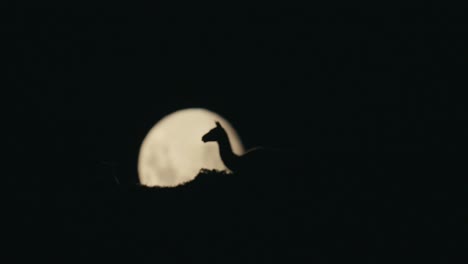 Guanaco-laying-in-front-of-moon