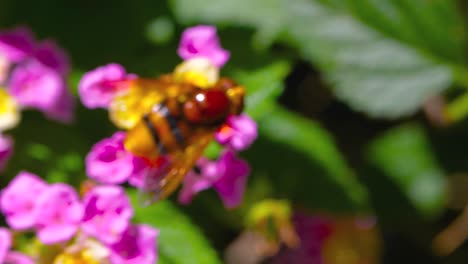 honey bee apis during pollination in yellow and purple flowers