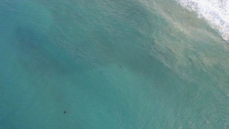 Delfines-Nariz-De-Botella-Cazando-Peces-En-La-Cabeza-Rota-NSW---Byron-Region---Australia