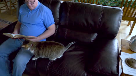 a man reading a novel ignores his adorable cat which plays with, bites and pulls the book marker