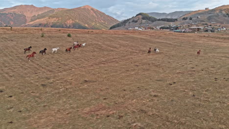 wild horses grazing in caucasus mountains in georgia