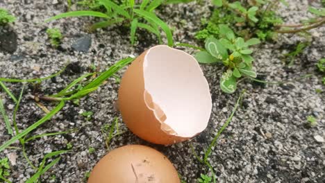 close up of chicken egg shells on the ground