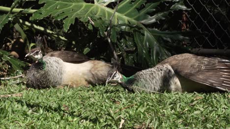dos pavas tiradas en la hierba en un día soleado