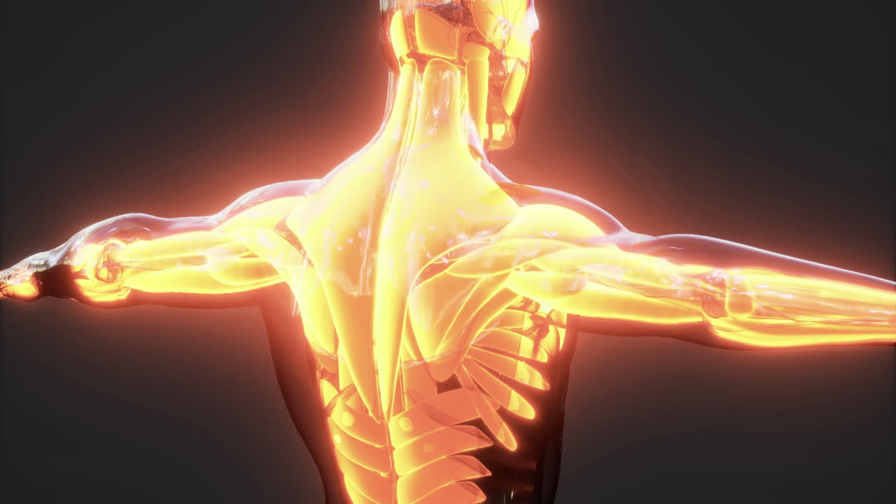 Detailed visualization of human body muscles with glowing features