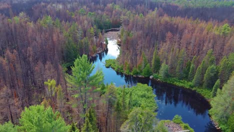 descendiendo sobre el lago de agua dulce canadiense en medio del bosque de pinos