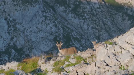 full shot of mountain goats including a kid standing on the rocky slopes of schneibstein