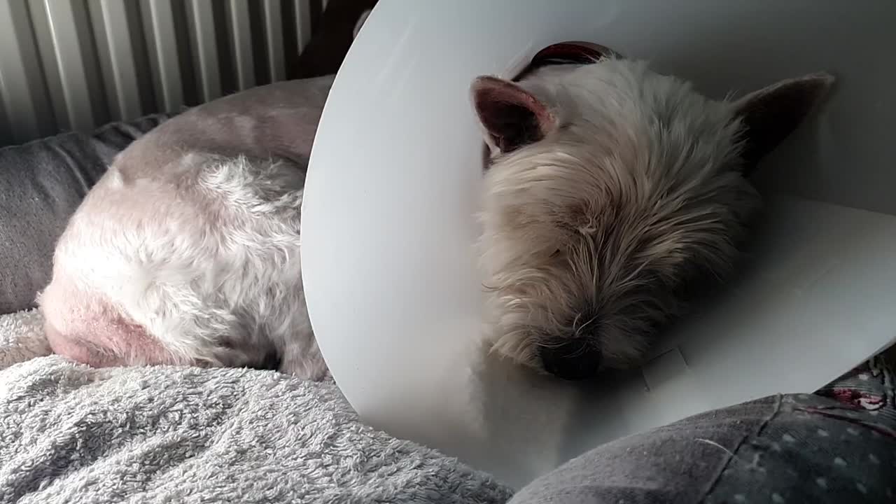 스크래치 방지 칼라