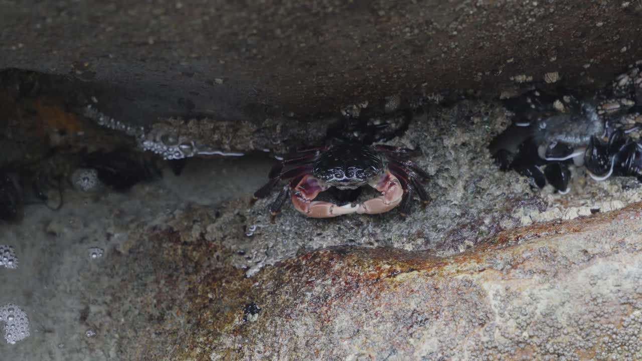 una toma de primer plano de un cangrejo anidado en una grieta rocosa, mostrando los intrincados detalles de su concha y el entorno marino circundante