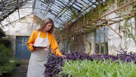 woman inspecting plants in a greenhouse