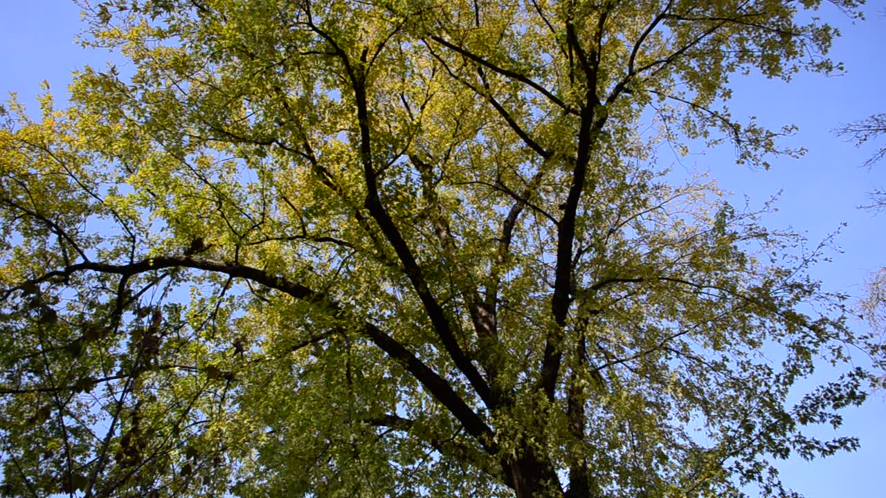 Foglie su un albero. Autunno a ottobre
