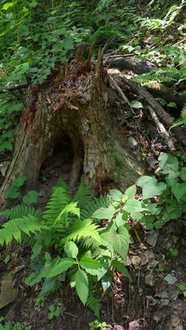 weathered hollow tree stump surrounded by green ferns and foliage on the forest floor at maninsan ecological park
