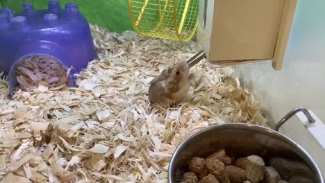 thirsty little gerbil drinking water and grooming itself