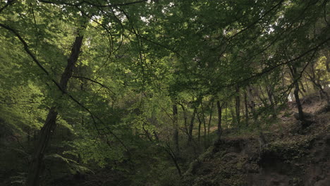 Dense-deep-forest-in-small-valley-landscape,-dolly-forward-view