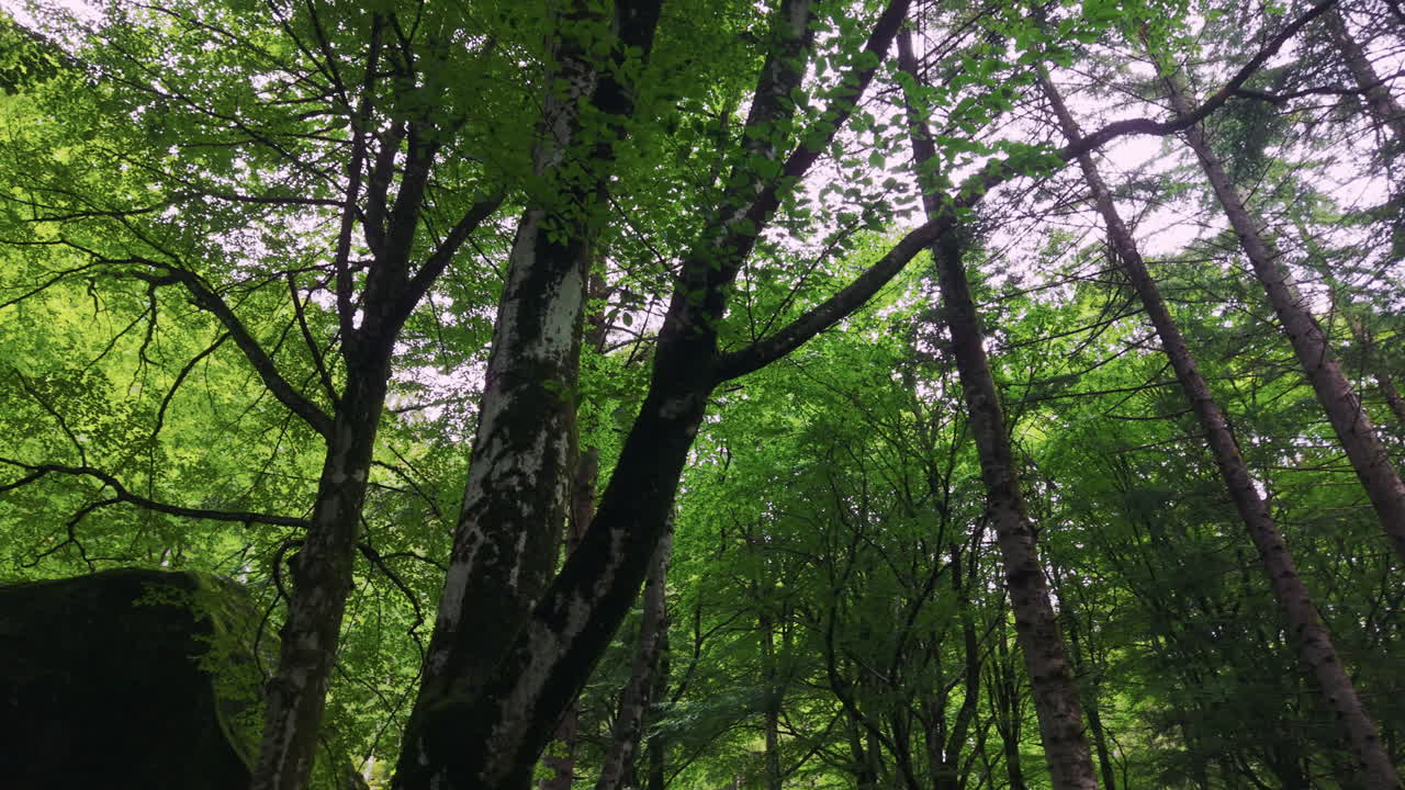 Camera rotates upward from the forest floor, showing tall green trees and their canopy in a peaceful Swiss woodland