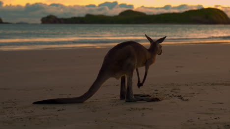 wallaby canguro salvaje en una playa de arena en el parque nacional de cape hillsborough, queensland al amanecer.