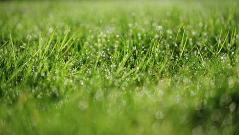 Macro shot of dew on grass