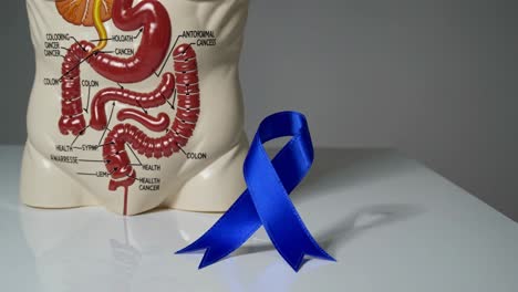 colon cancer awareness ribbon and medical model