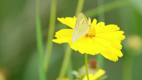 mariposa colias poliographus en flor amarilla coreopsis tickseed comiendo polen