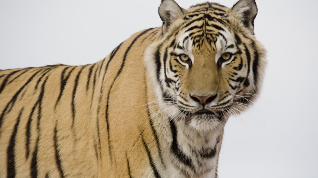 A tiger on a white background | Premium AI-generated image