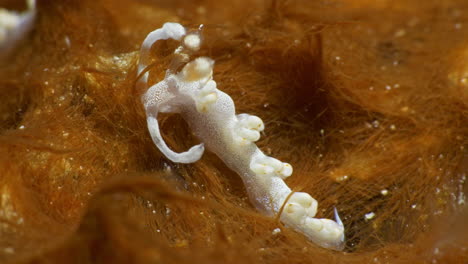 Erstaunliches-Makrovideo-Der-Sternenklar-Aussehenden-Nacktschnecke-Flabellina-Bicolor-Auf-Der-Wunderschönen-Orangefarbenen-Weichkoralle