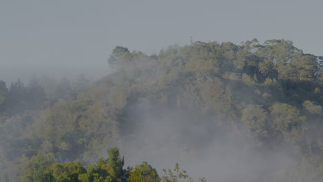 el vapor geotérmico a la deriva sobre un bosque en rotorua, nueva zelanda