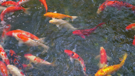 carpa elegante o pez koi en el tanque